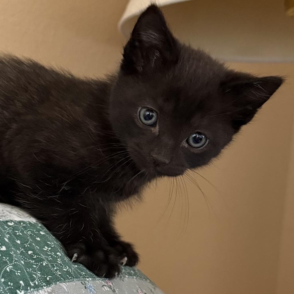 Enlarge Panther, a Adoptable Domestic Short Hair in Escondido, CA image 2/4