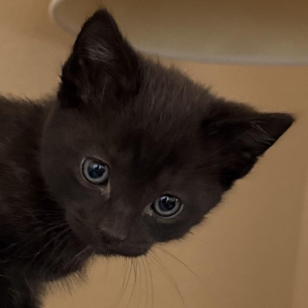 Enlarge Panther, a Adoptable Domestic Short Hair in Escondido, CA image 4/4