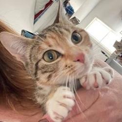 Enlarge Holly, a ADOPTABLE mixed breed in Raleigh, NC image 1/5