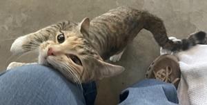 Enlarge Holly, a ADOPTABLE mixed breed in Raleigh, NC image 4/5