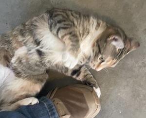 Enlarge Holly, a ADOPTABLE mixed breed in Raleigh, NC image 3/5