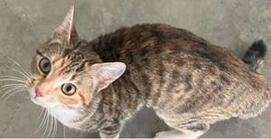 Enlarge Holly, a ADOPTABLE mixed breed in Raleigh, NC image 2/5