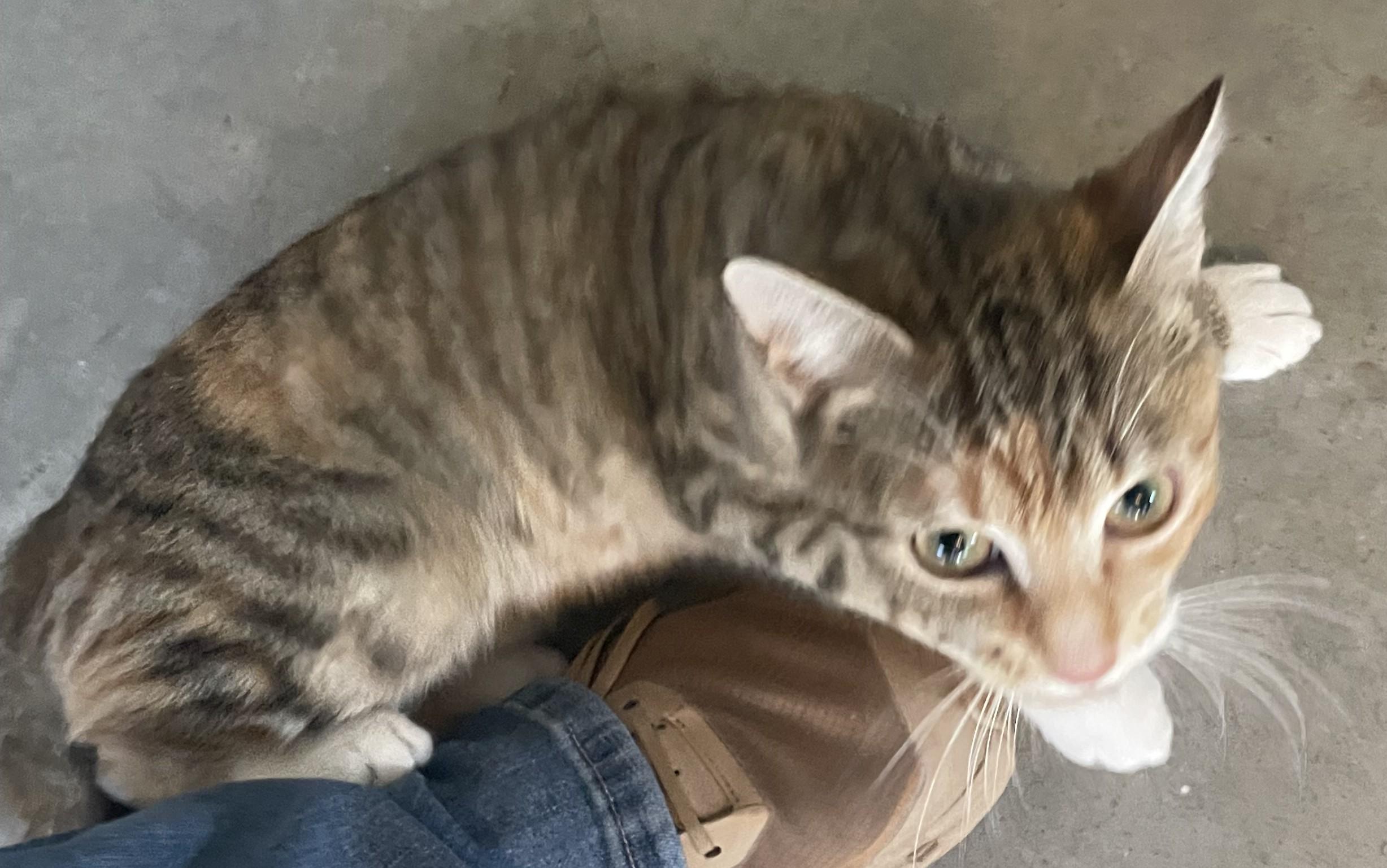 Enlarge Holly, a ADOPTABLE mixed breed in Raleigh, NC image 5/5