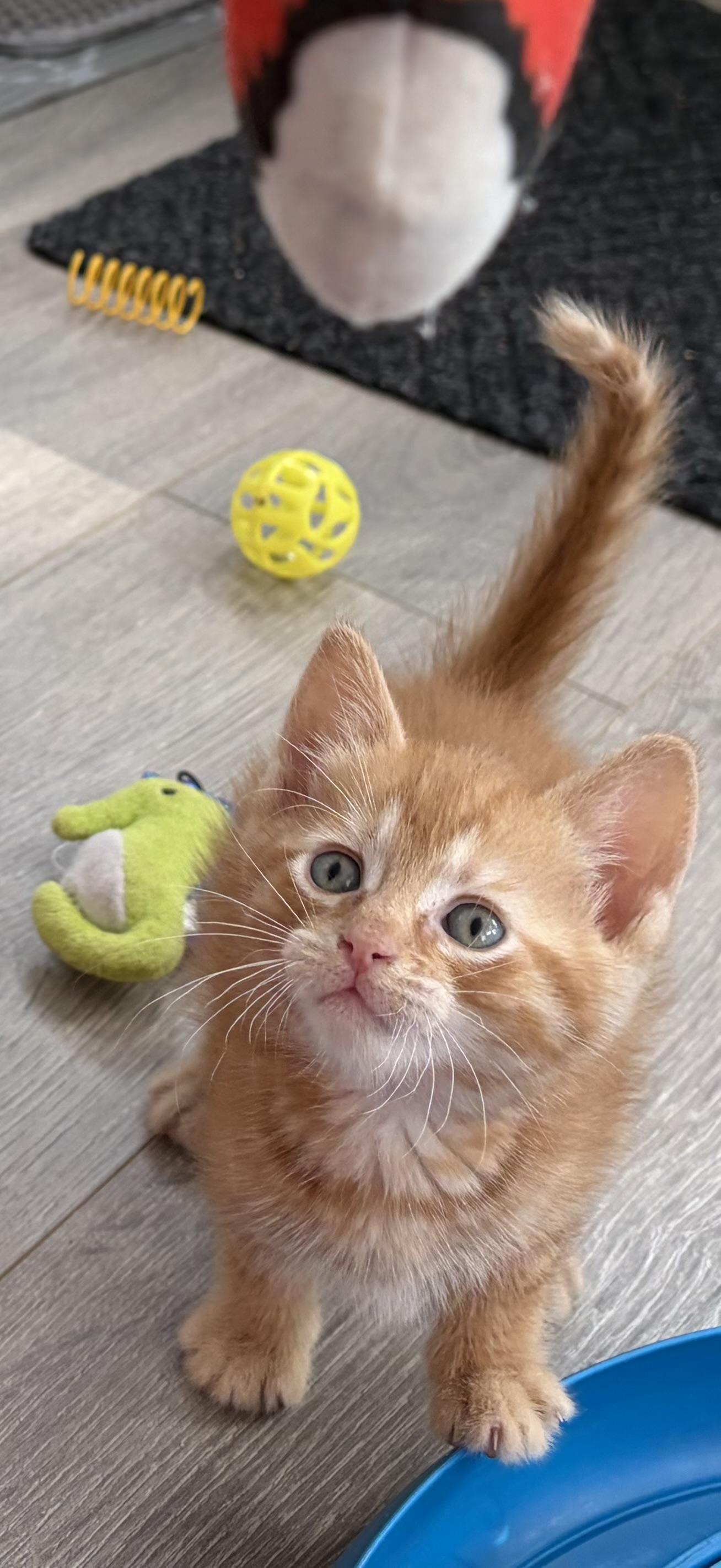 Simba & Timon, a ADOPTABLE Domestic Short Hair in Ardsley, NY image 2/2