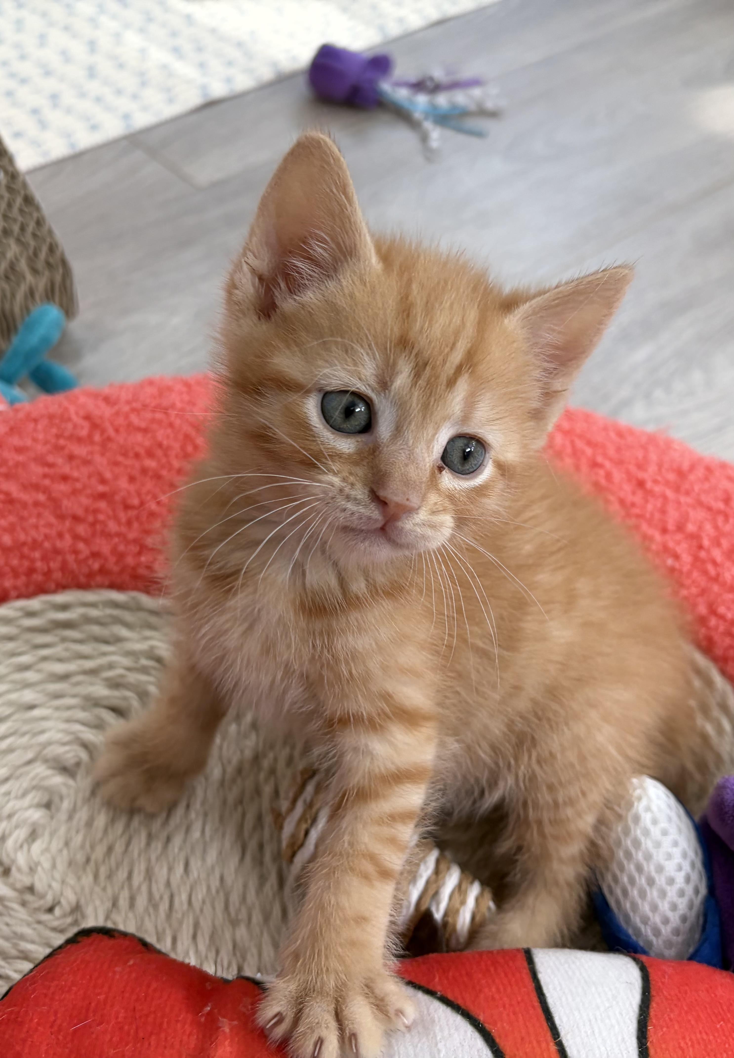 Simba & Timon, a ADOPTABLE Domestic Short Hair in Ardsley, NY image 1/2