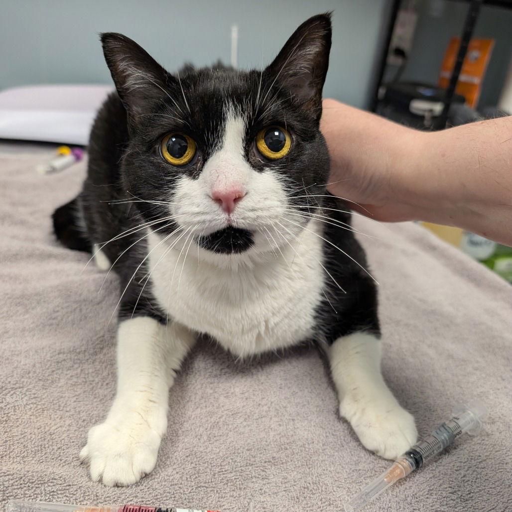 Enlarge Midnight Sun, a Adoptable Domestic Short Hair in New Castle, DE image 1/1