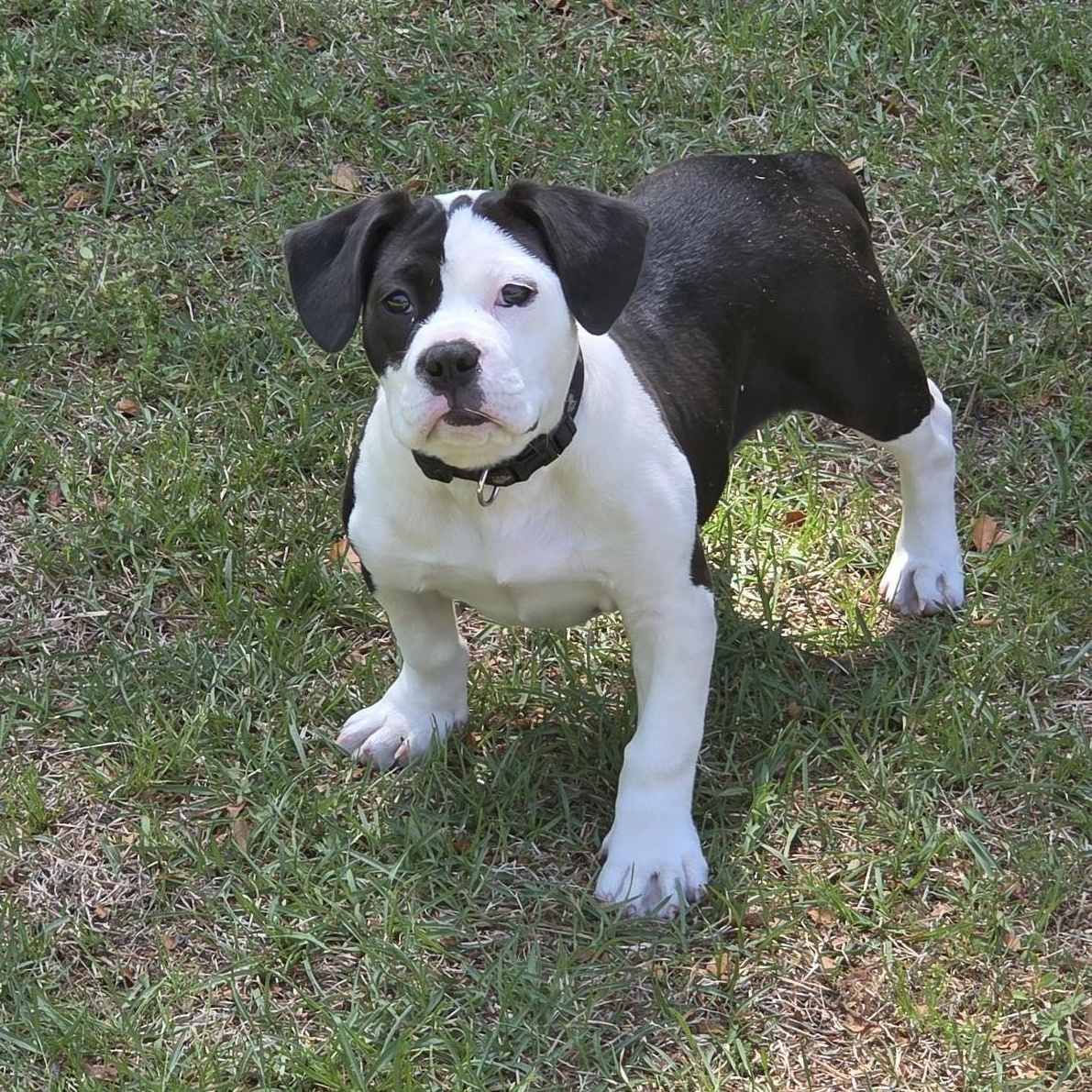 Enlarge Dottie, a ADOPTABLE Mixed Breed in Carthage, NC image 1/4