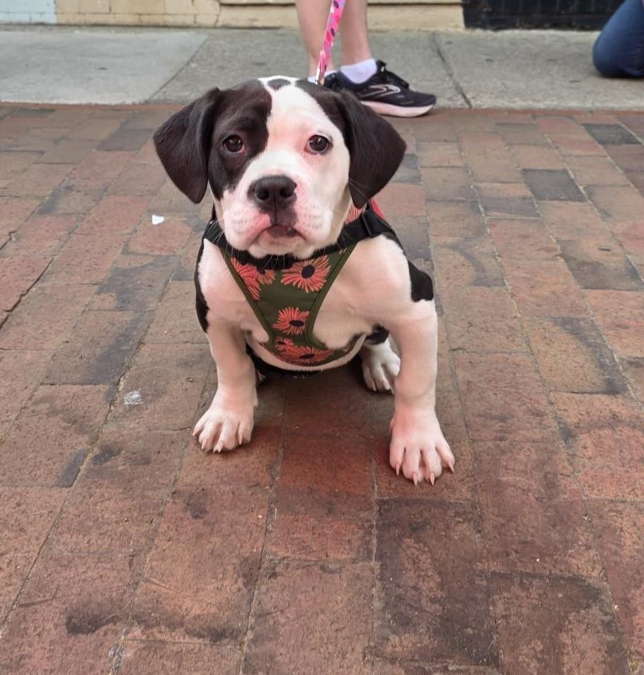 Enlarge Dottie, a ADOPTABLE Mixed Breed in Carthage, NC image 4/4