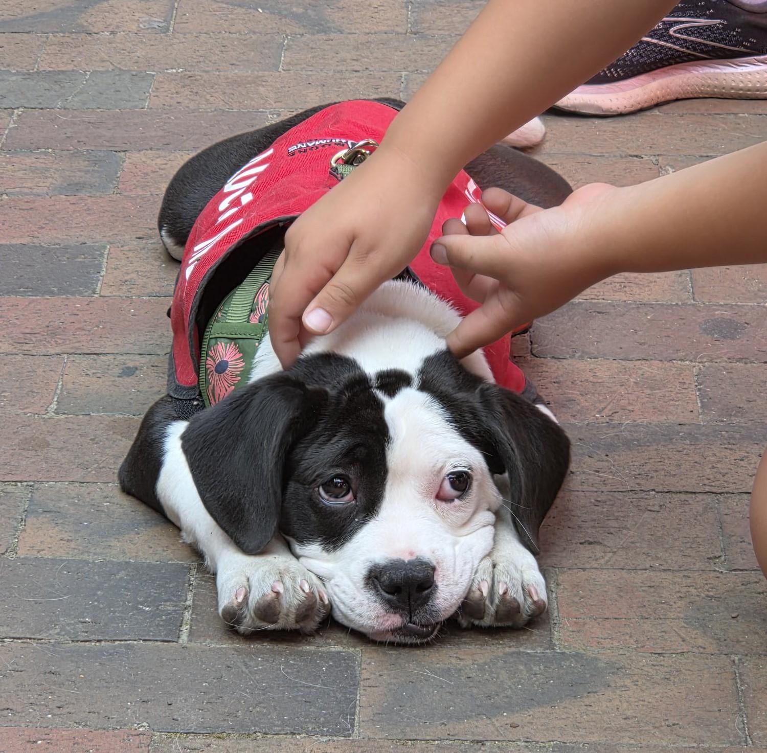 Enlarge Dottie, a ADOPTABLE Mixed Breed in Carthage, NC image 3/4