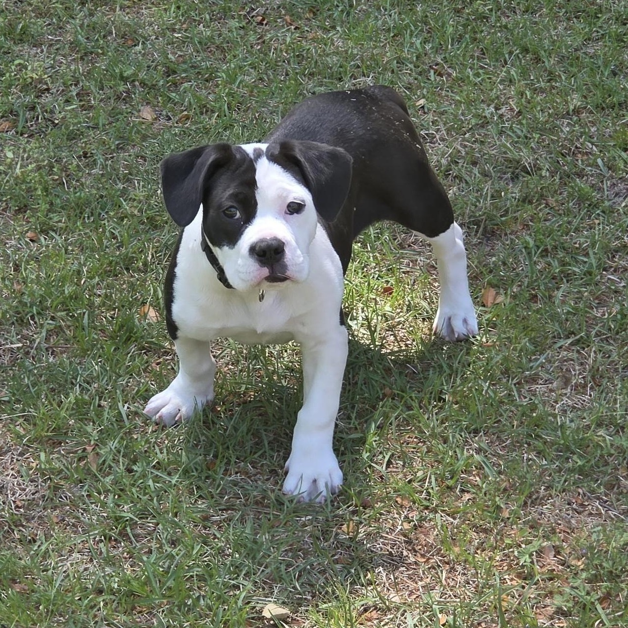 Enlarge Dottie, a ADOPTABLE Mixed Breed in Carthage, NC image 2/4
