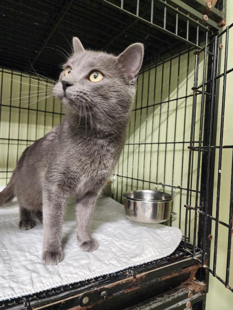 Ziggy Stardust, Adoptable, Young Male Domestic Short Hair.