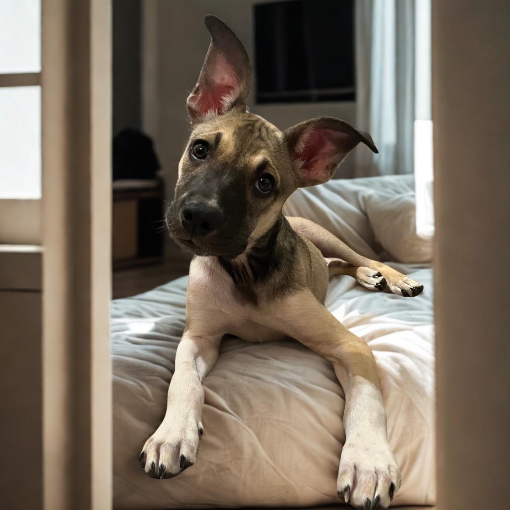 Miele, Adoptable, Young Female German Shepherd Dog & Mixed Breed.