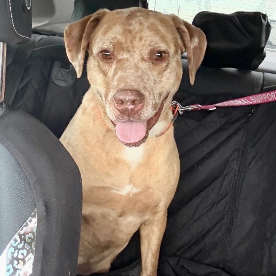 Sparkles, a Adoptable mixed breed in Germantown, WI image 2/5