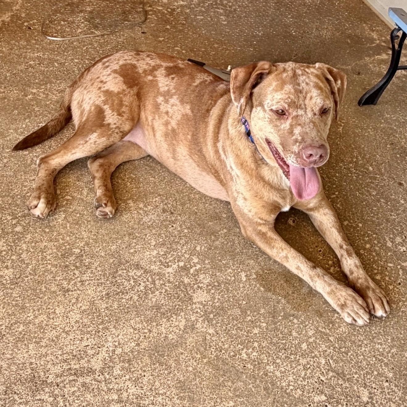 Sparkles, a Adoptable mixed breed in Germantown, WI image 4/5