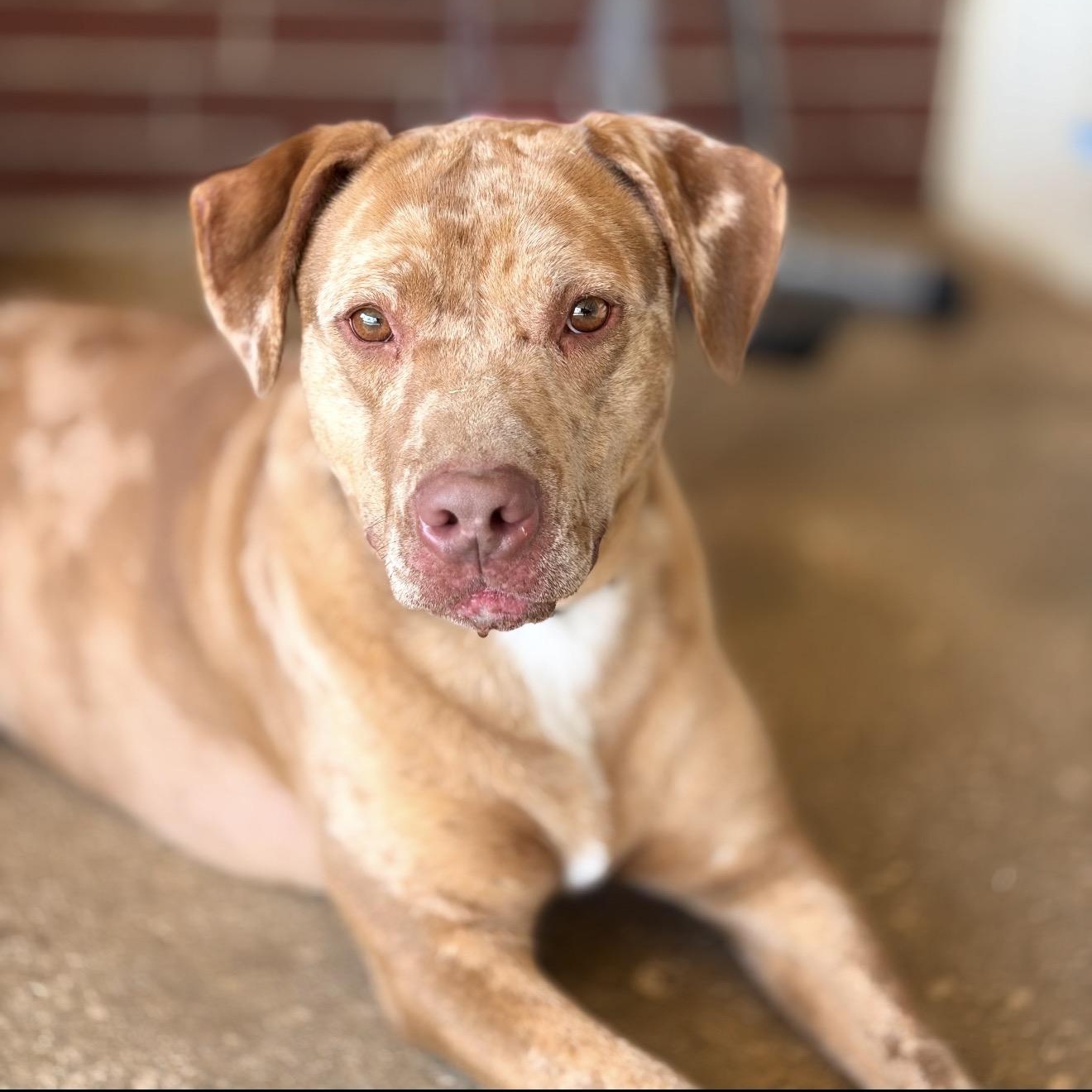Sparkles, a Adoptable mixed breed in Germantown, WI image 1/5
