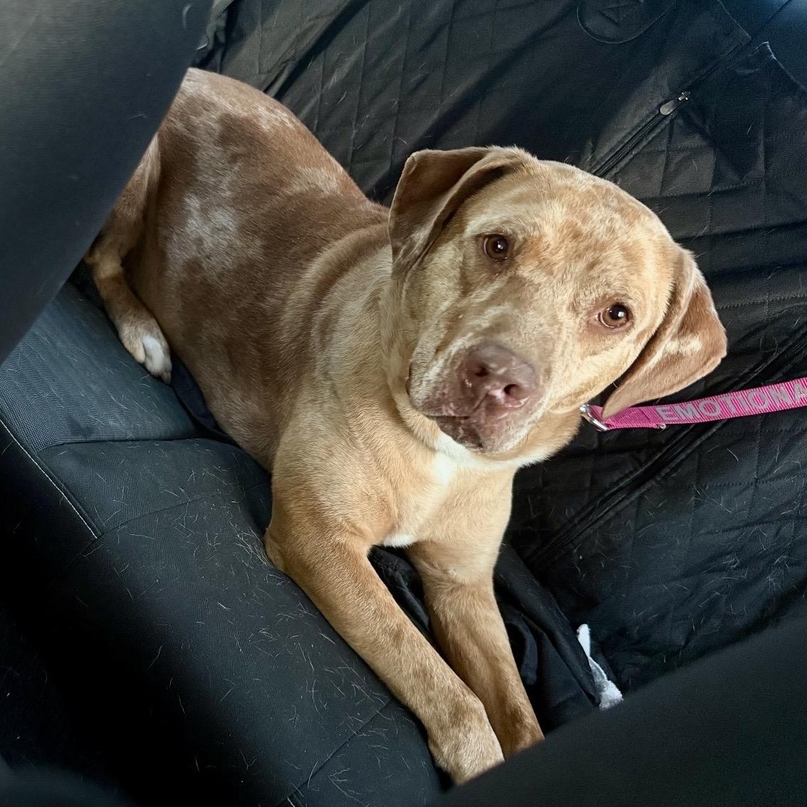 Sparkles, a Adoptable mixed breed in Germantown, WI image 5/5