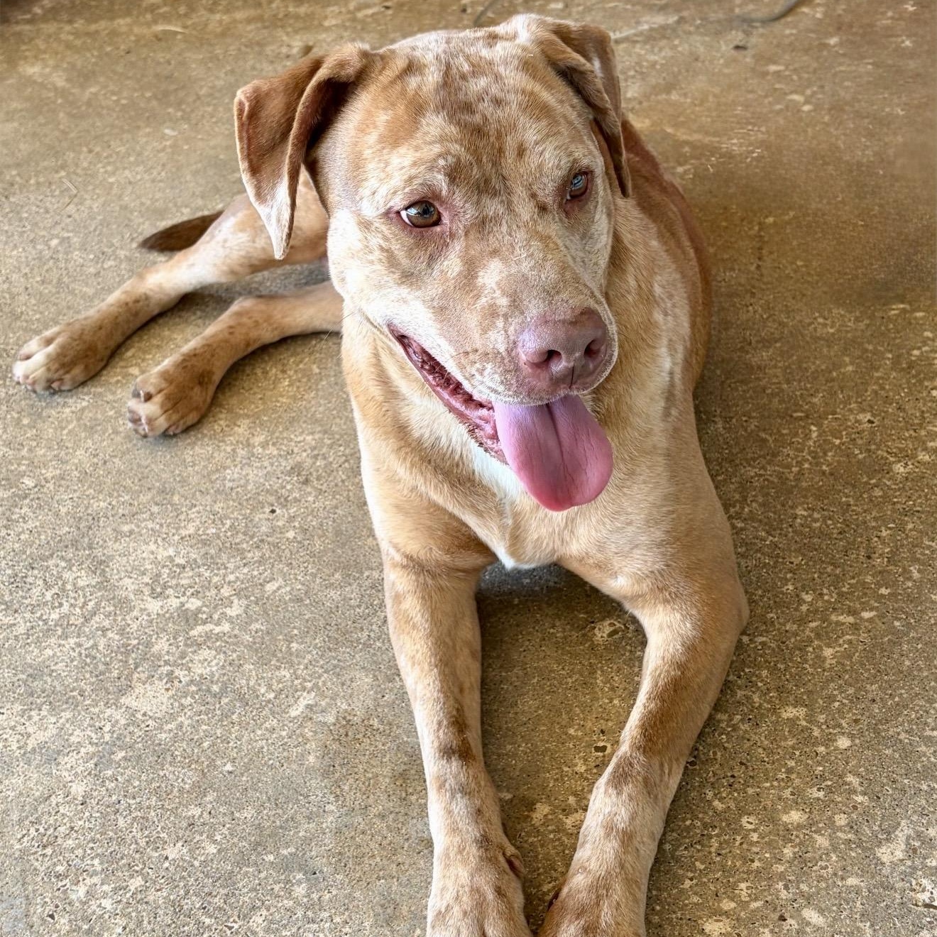 Sparkles, a Adoptable mixed breed in Germantown, WI image 3/5
