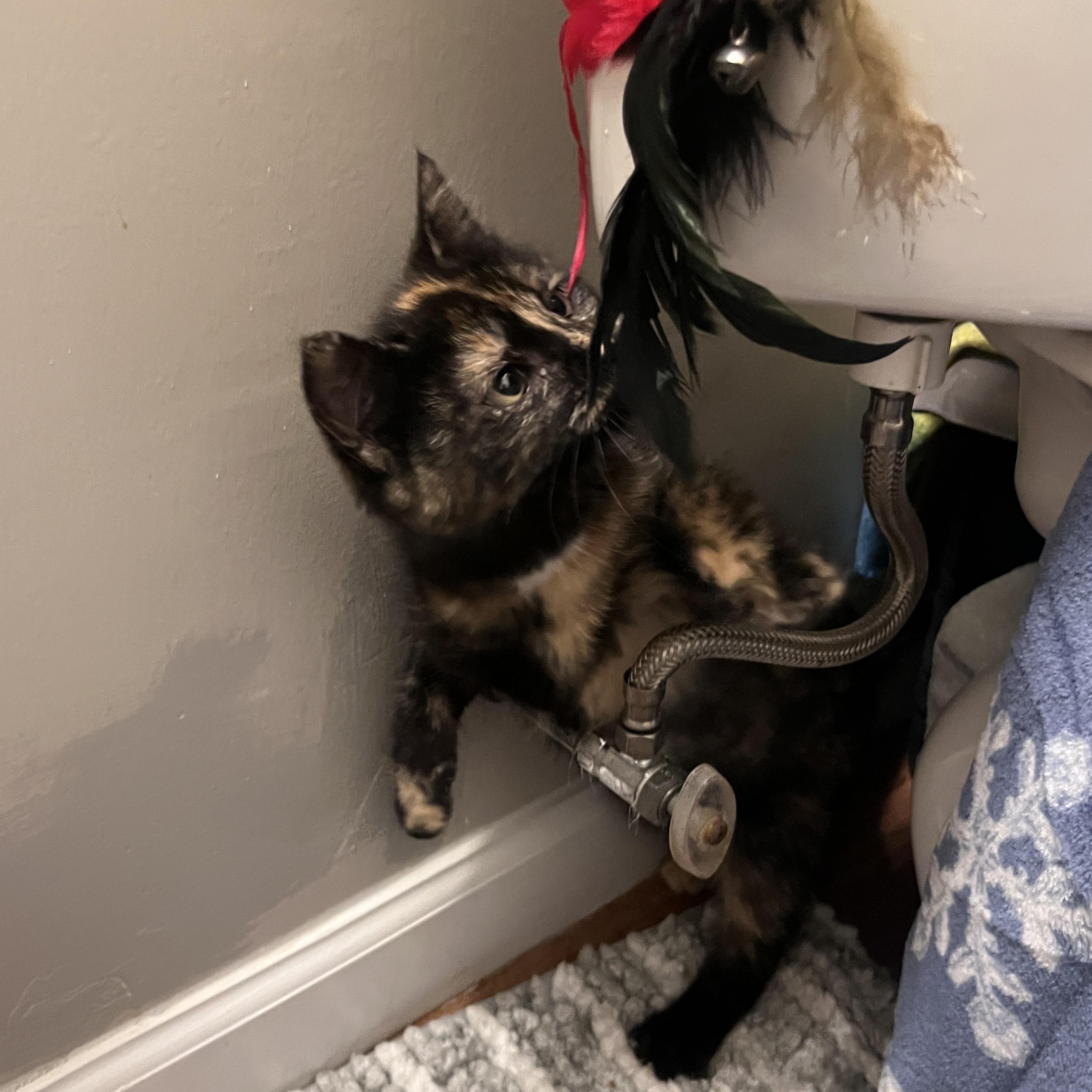 Enlarge Marigold, a ADOPTABLE Domestic Short Hair in Schnecksville, PA image 3/5