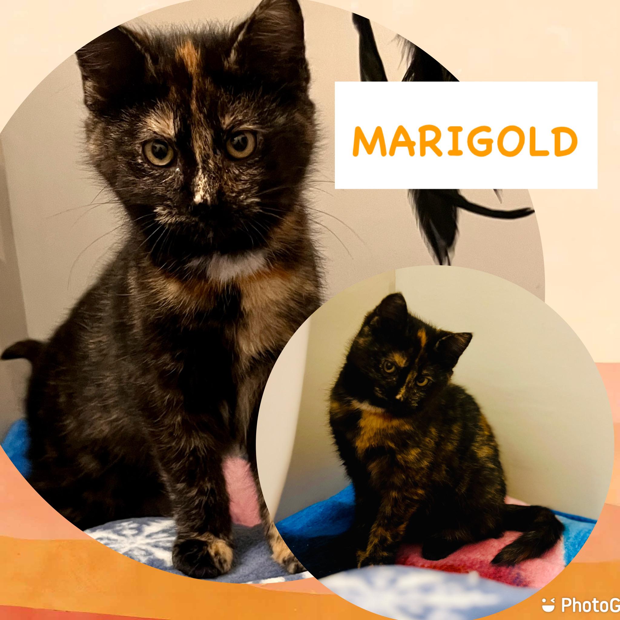 Enlarge Marigold, a ADOPTABLE Domestic Short Hair in Schnecksville, PA image 4/5