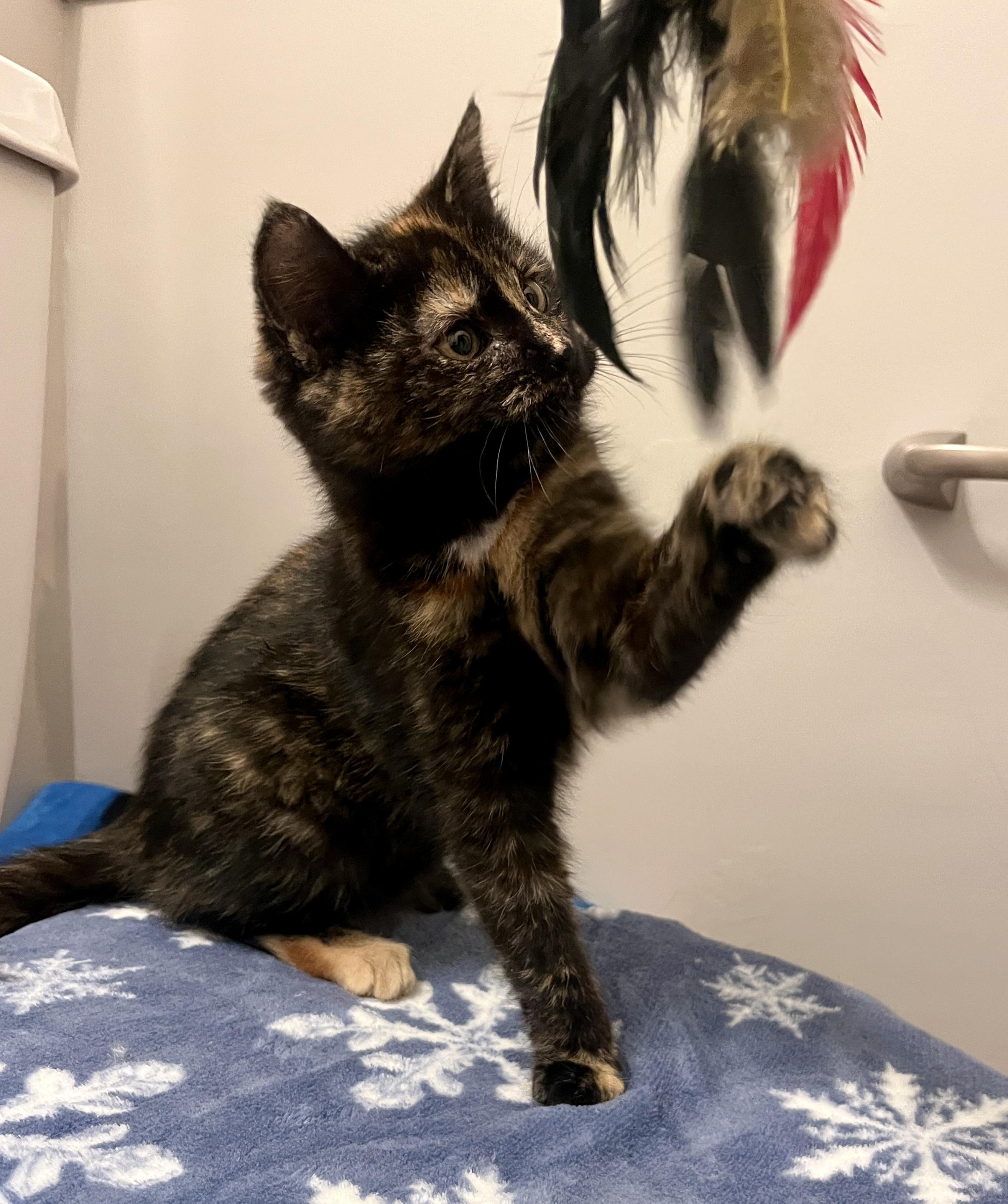 Enlarge Marigold, a ADOPTABLE Domestic Short Hair in Schnecksville, PA image 2/5