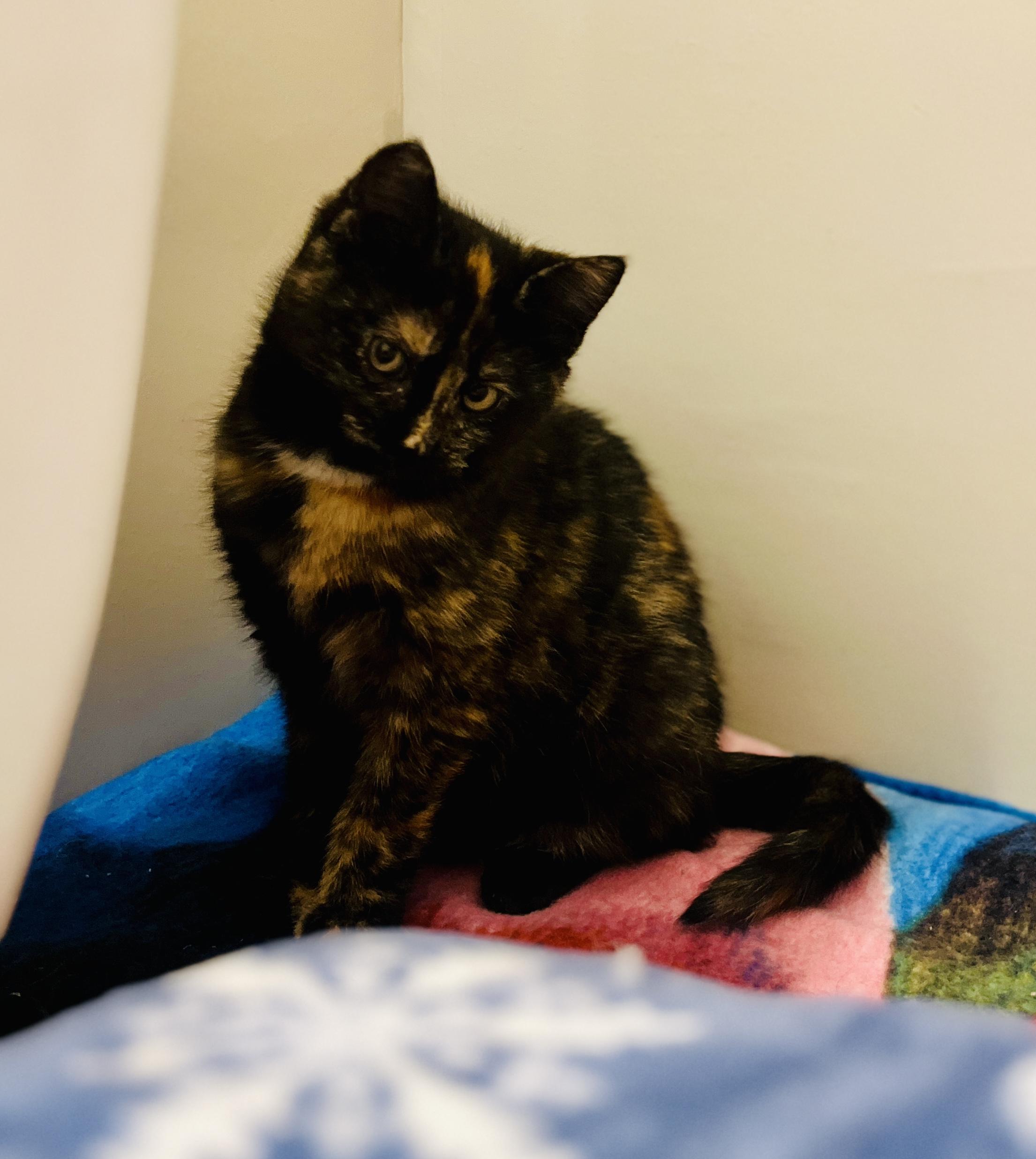 Enlarge Marigold, a ADOPTABLE Domestic Short Hair in Schnecksville, PA image 5/5