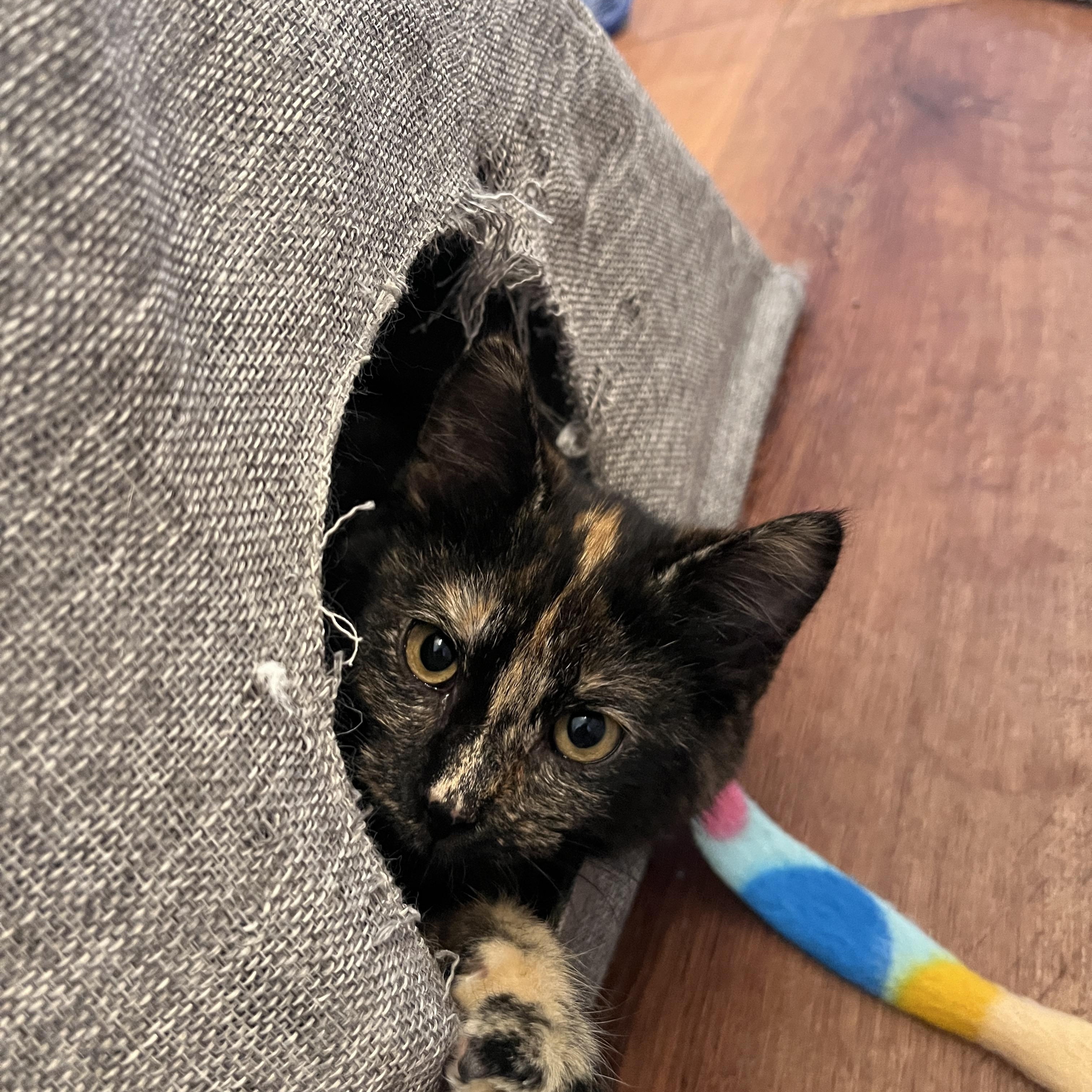 Marigold, ADOPTABLE, Young Female Domestic Short Hair.