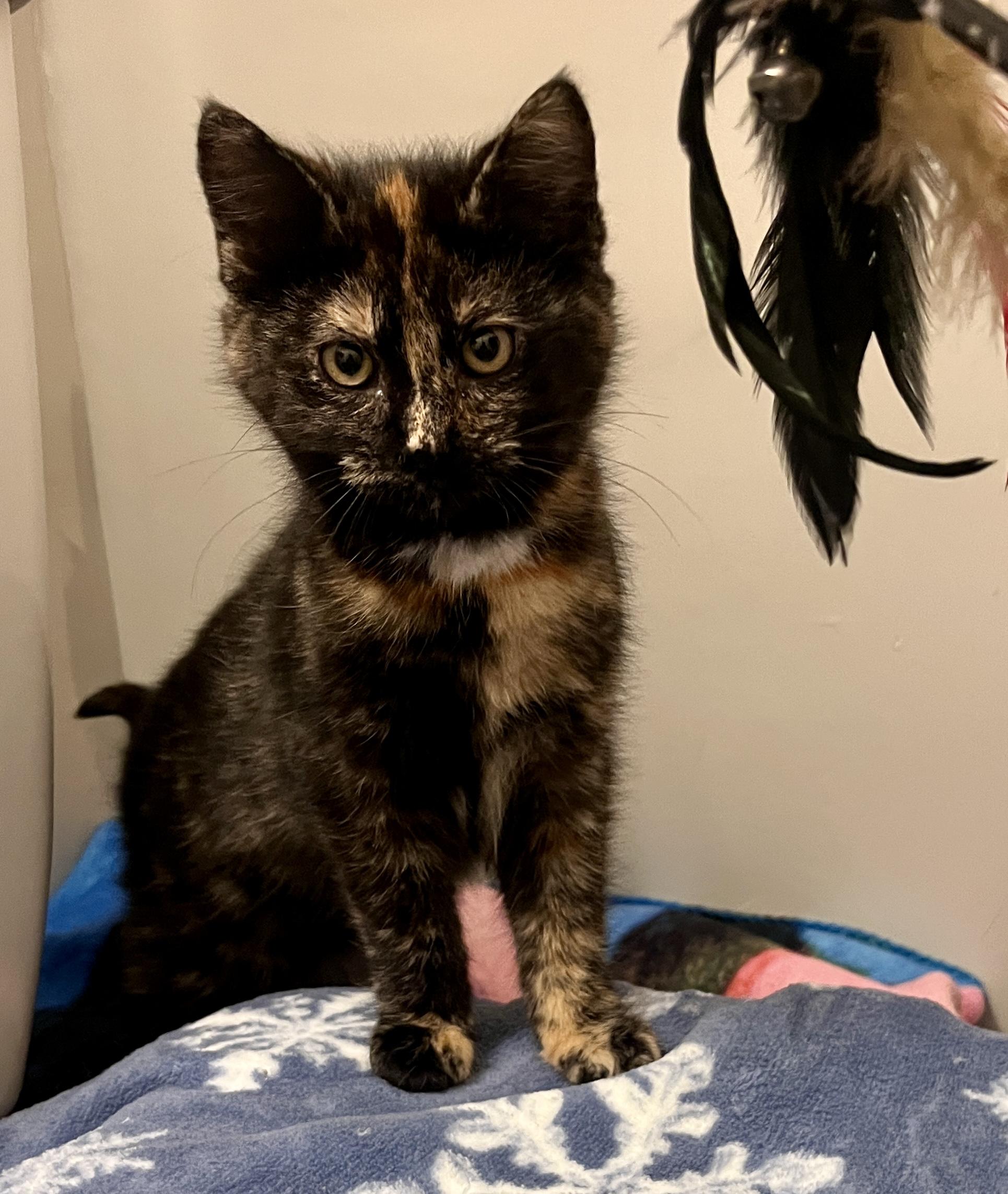 Enlarge Marigold, a ADOPTABLE Domestic Short Hair in Schnecksville, PA image 1/5