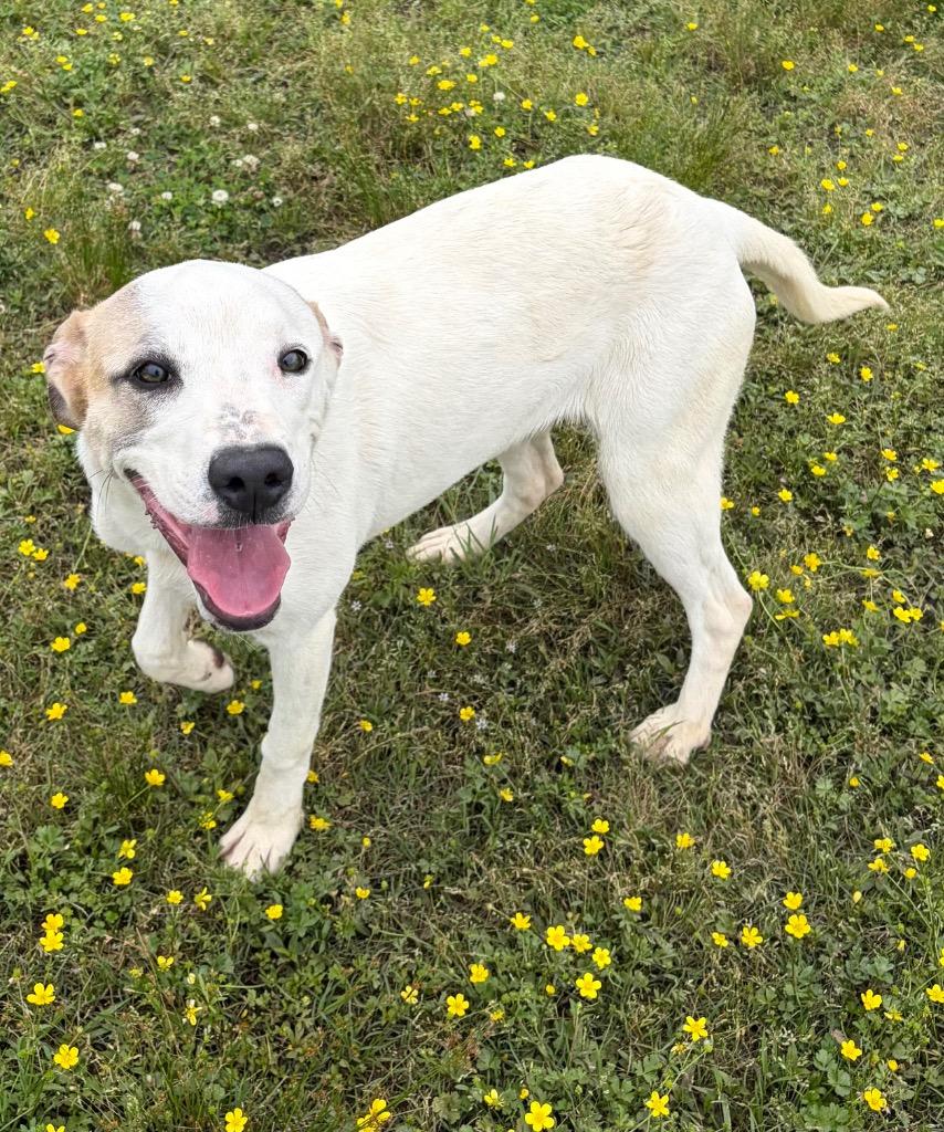 Tanisha, Adoptable, Young Female Shepherd.