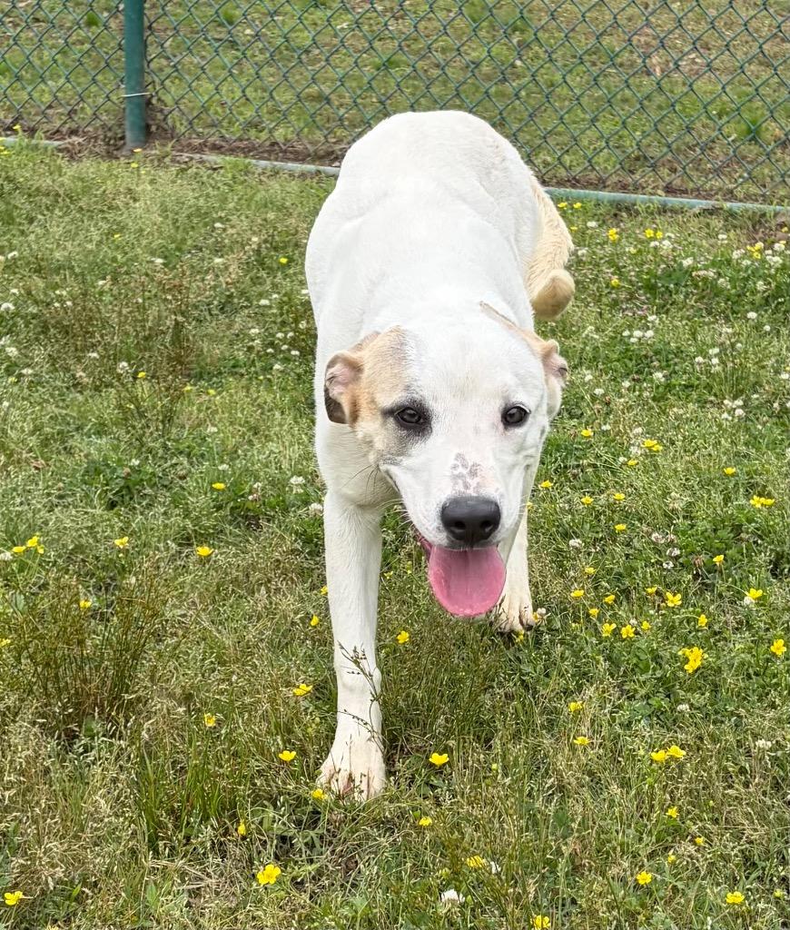 Enlarge Tanisha, a Adoptable Shepherd in Little Rock, AR image 2/2