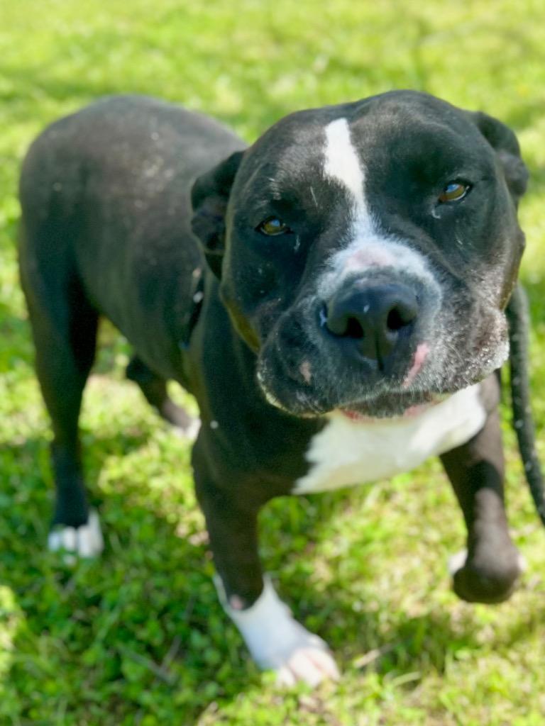 Enlarge Willow, a Adoptable Pit Bull Terrier in Saint Francisville, LA image 2/6