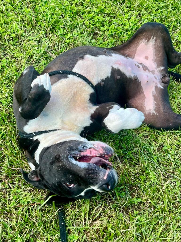 Enlarge Willow, a Adoptable Pit Bull Terrier in Saint Francisville, LA image 3/6