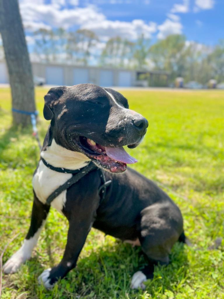 Enlarge Willow, a Adoptable Pit Bull Terrier in Saint Francisville, LA image 4/6