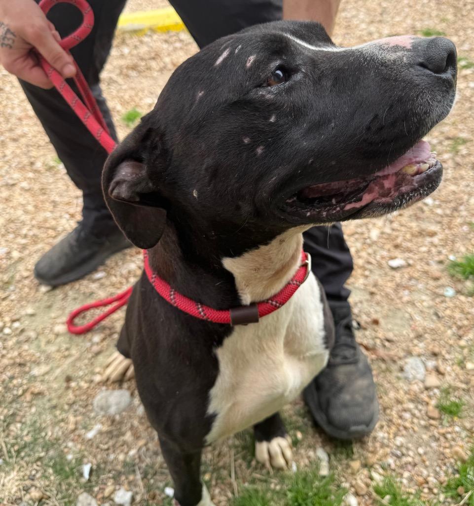 Enlarge Willow, a Adoptable Pit Bull Terrier in Saint Francisville, LA image 5/6