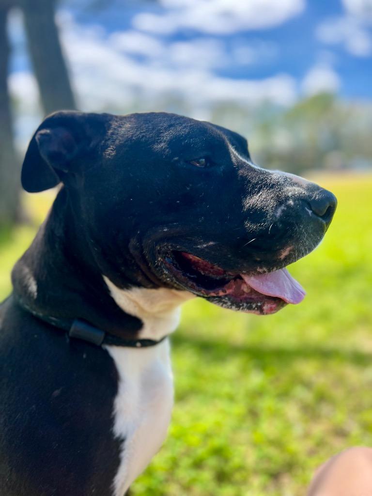 Enlarge Willow, a Adoptable Pit Bull Terrier in Saint Francisville, LA image 6/6