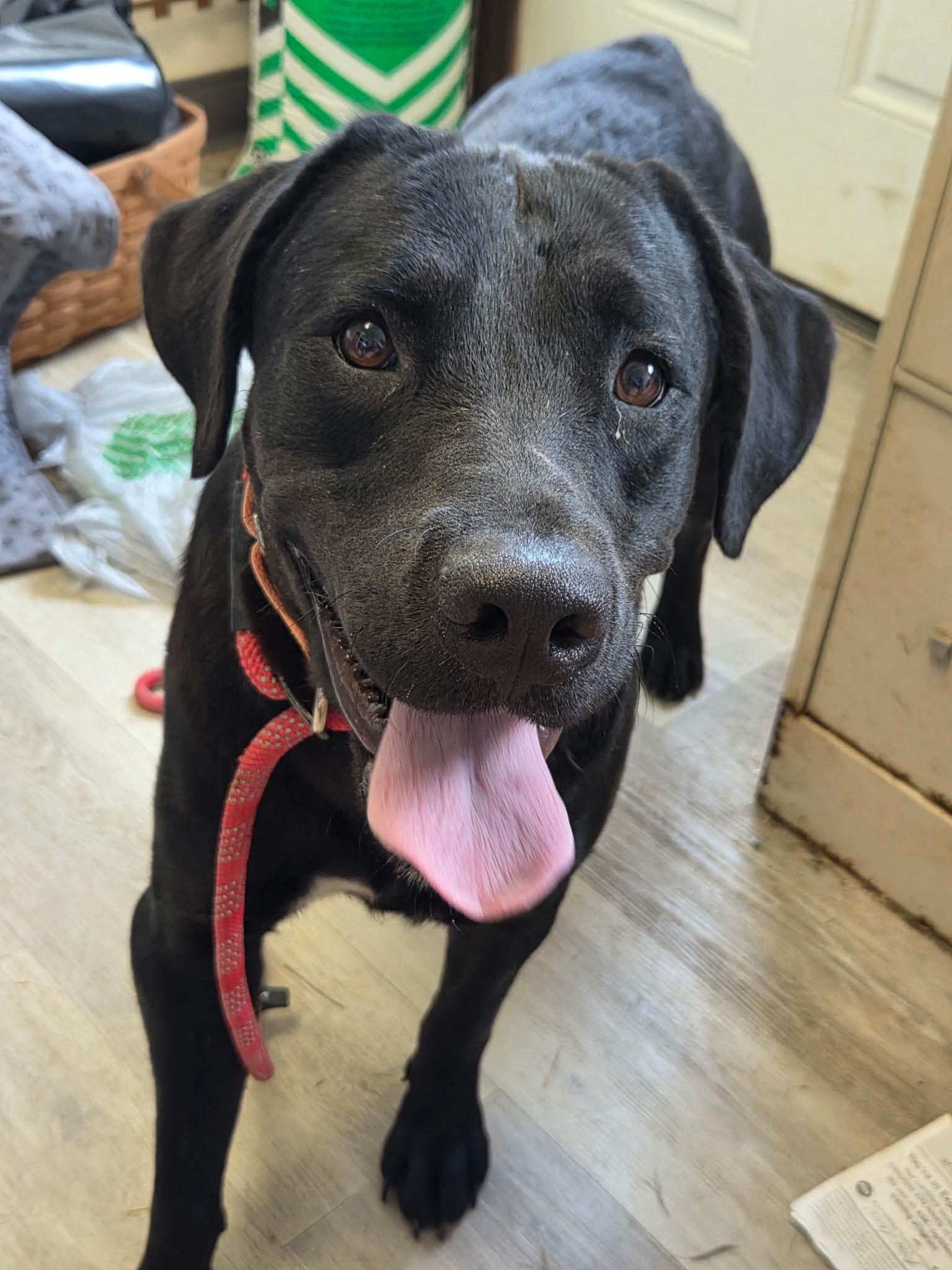 Queens-Not Accepting Applications Yet, a Adoptable mixed breed in Medina, OH image 2/4