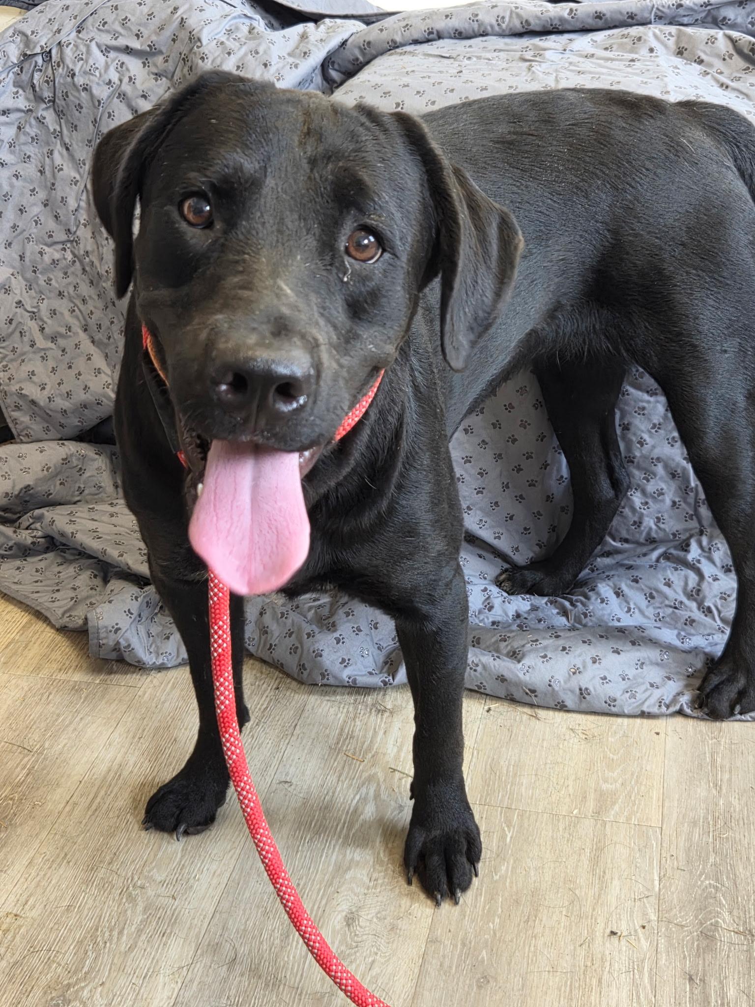 Queens-Not Accepting Applications Yet, a Adoptable mixed breed in Medina, OH image 1/4