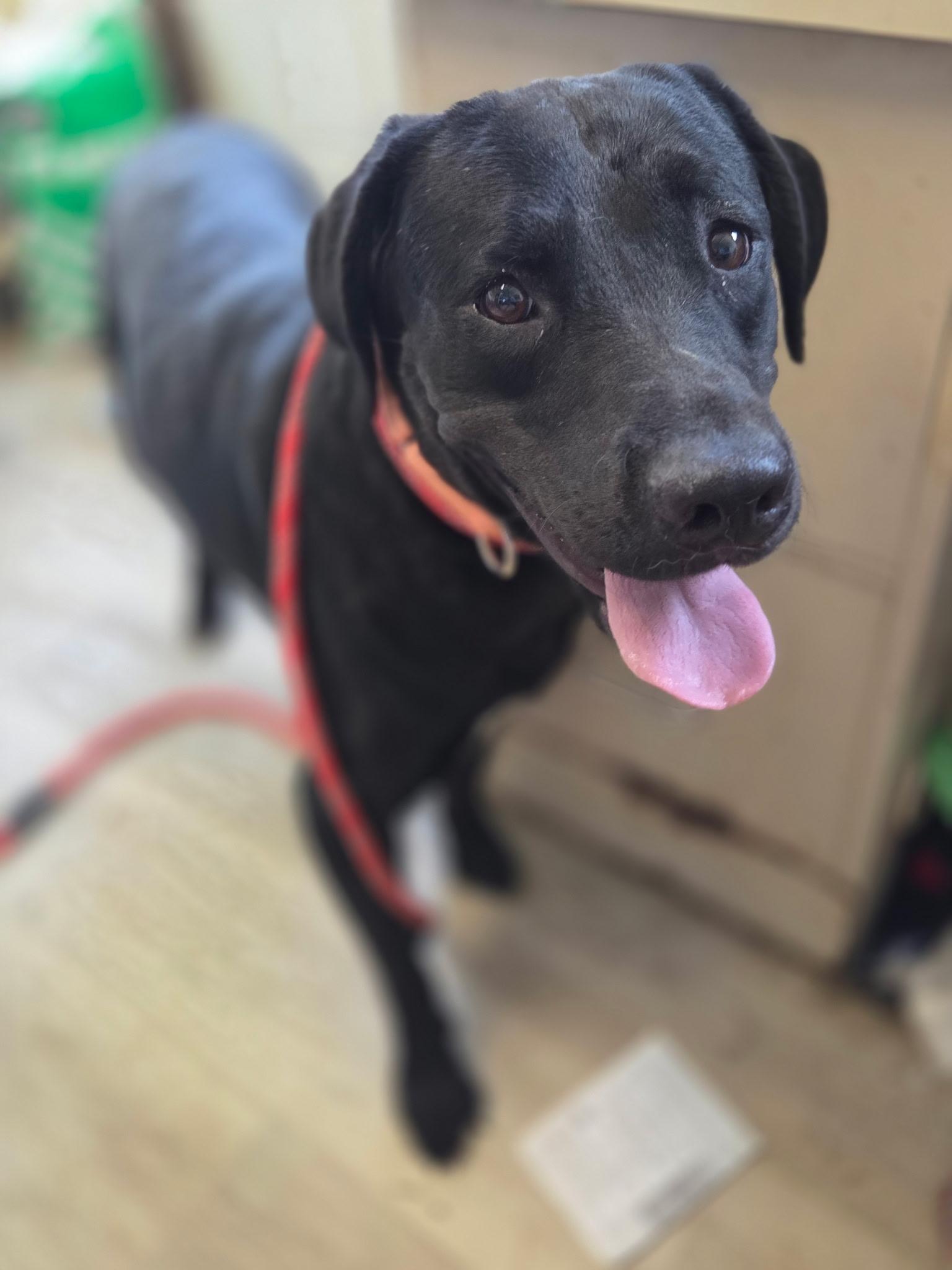 Queens-Not Accepting Applications Yet, a Adoptable mixed breed in Medina, OH image 4/4