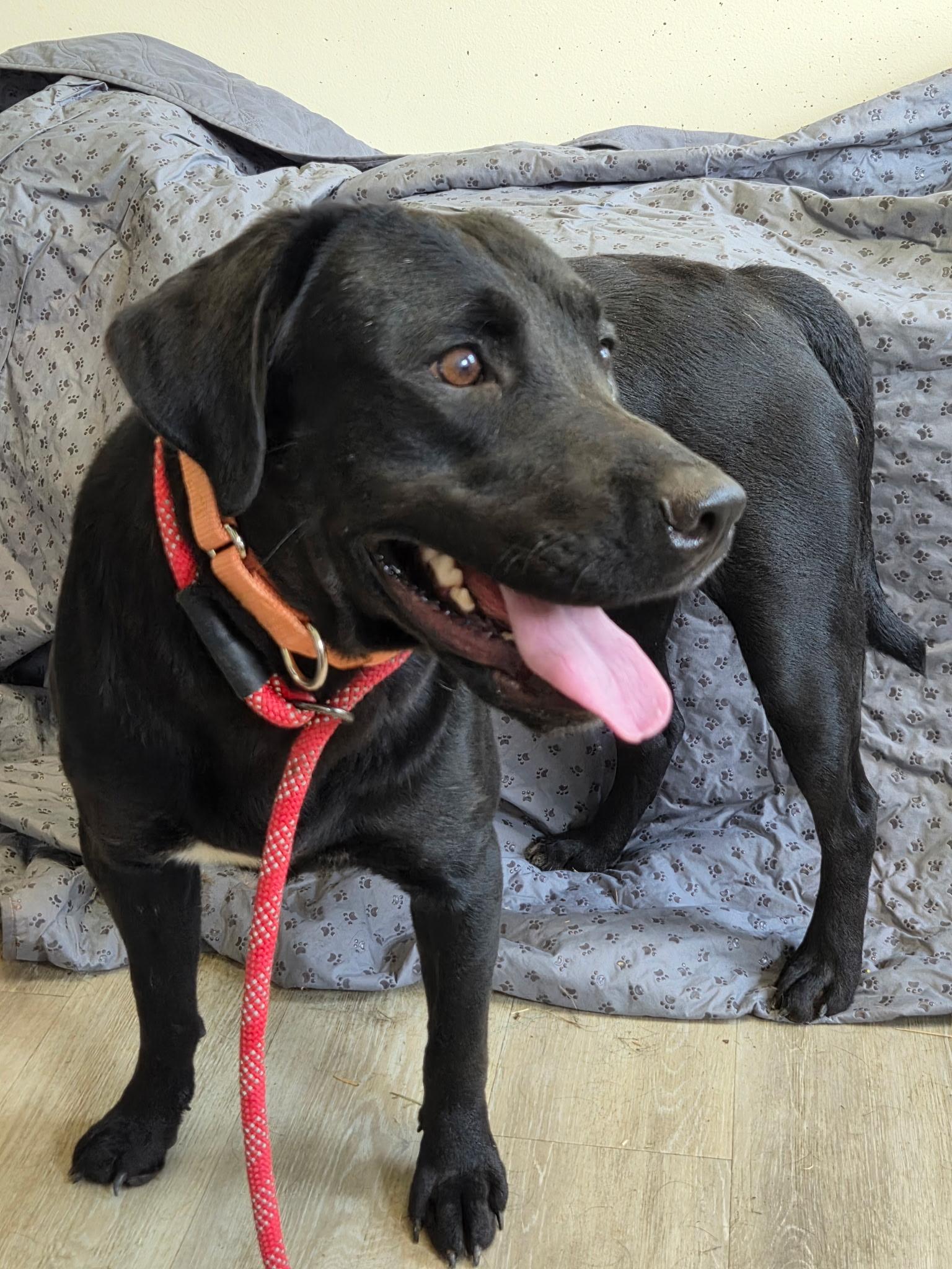 Queens-Not Accepting Applications Yet, a Adoptable mixed breed in Medina, OH image 3/4