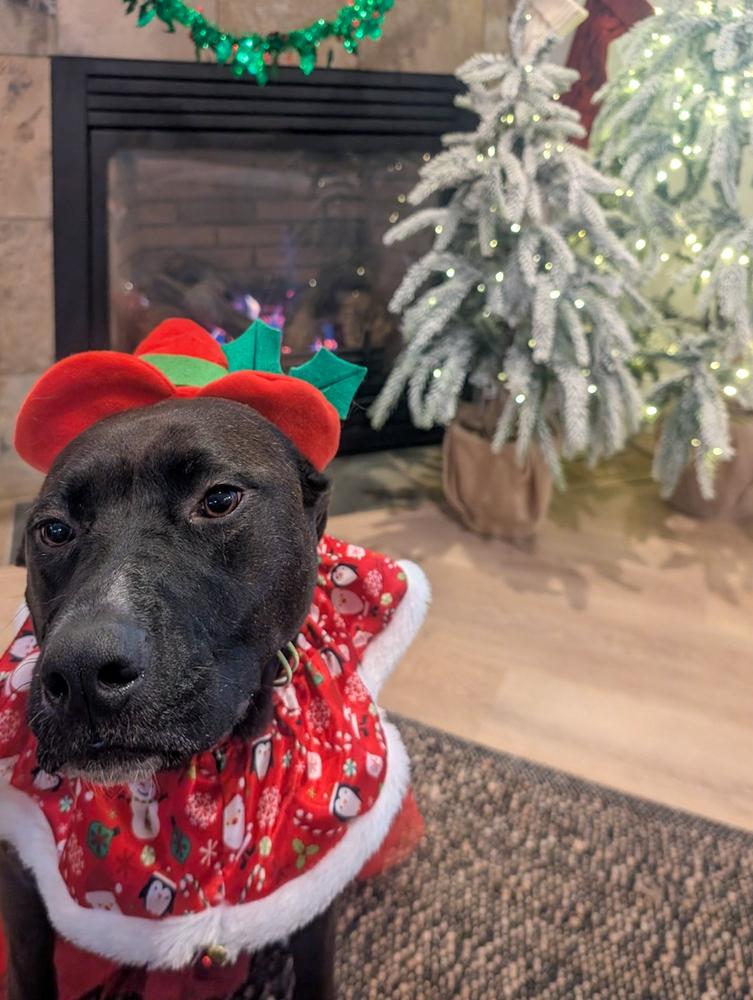 Enlarge Sarah Jessica Barker, a Adoptable mixed breed in Spokane, WA image 4/4