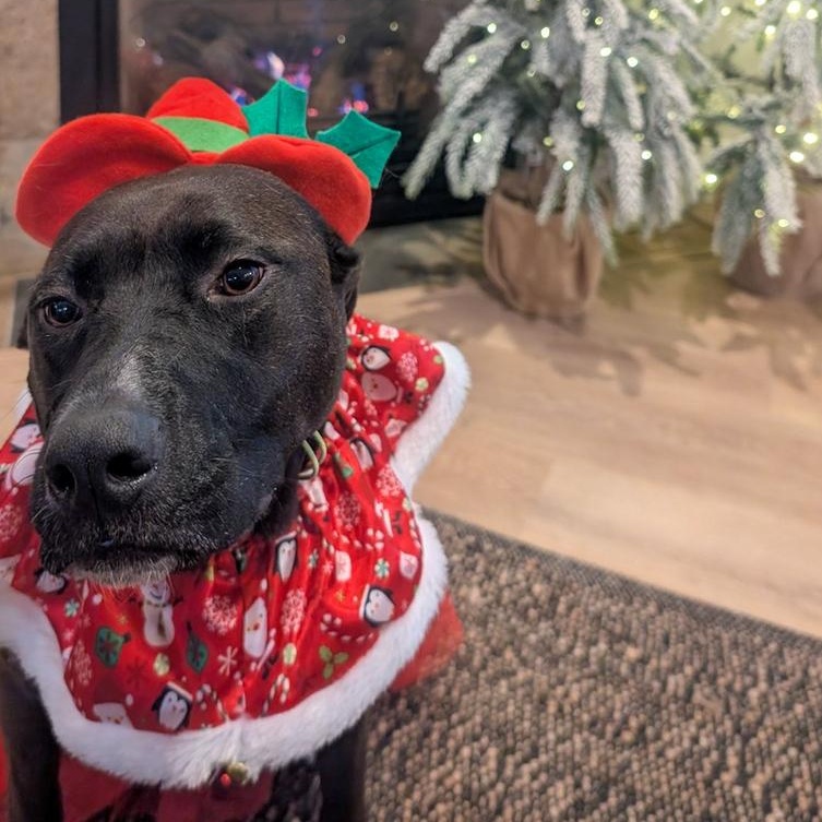 Enlarge Sarah Jessica Barker, a Adoptable mixed breed in Spokane, WA image 4/4