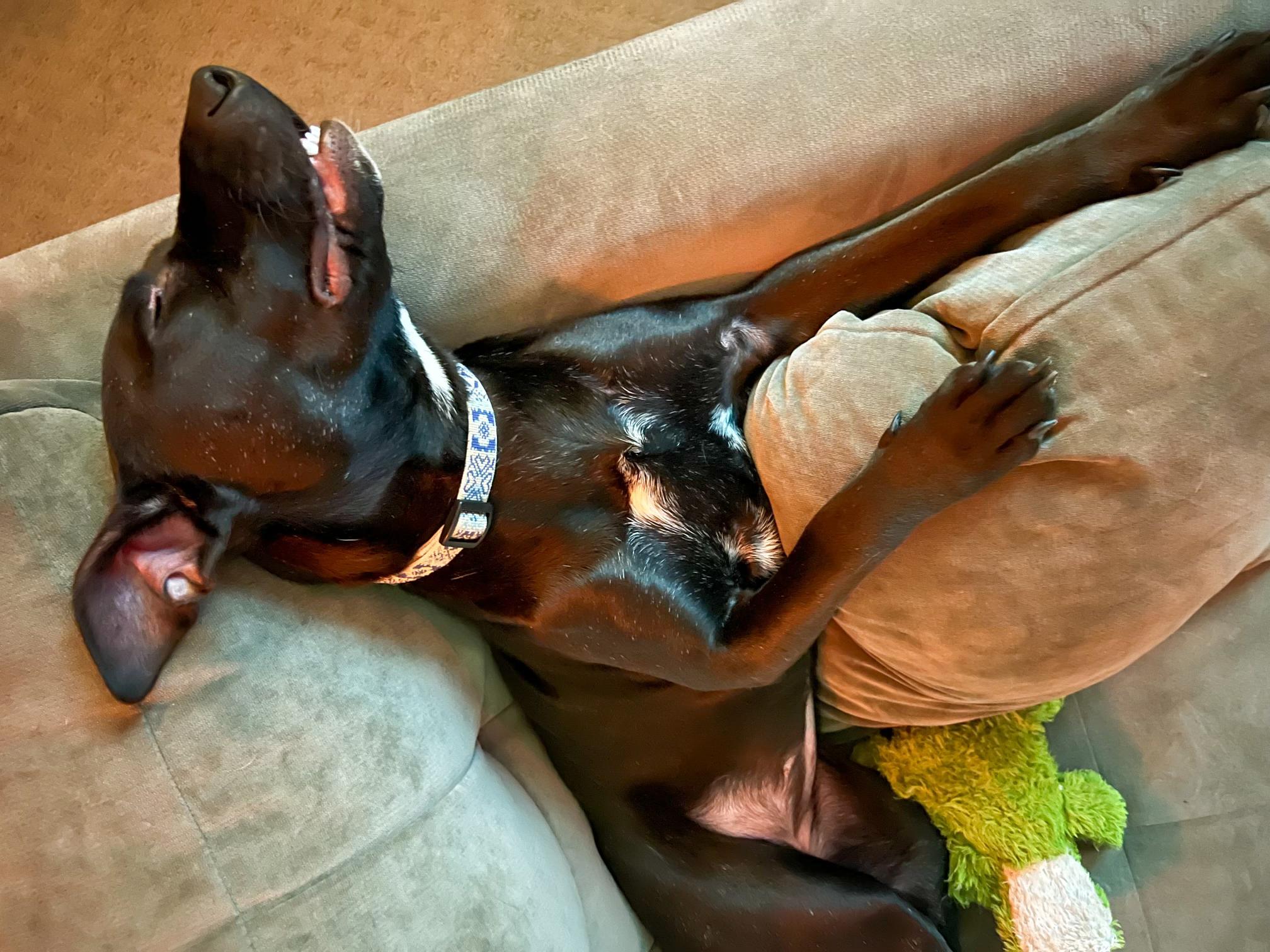 Enlarge Sarah Jessica Barker, a Adoptable mixed breed in Spokane, WA image 1/6