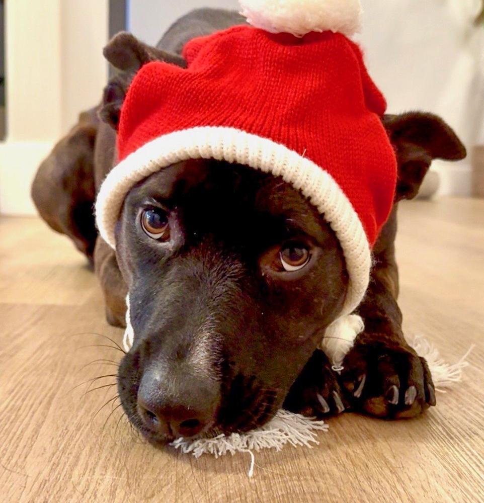 Enlarge Sarah Jessica Barker, a Adoptable mixed breed in Spokane, WA image 2/6