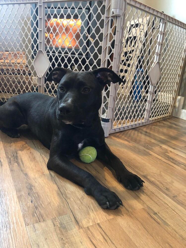 Enlarge Sarah Jessica Barker, a Adoptable mixed breed in Spokane, WA image 3/6