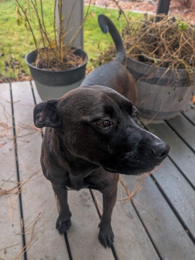 Enlarge Sarah Jessica Barker, a Adoptable mixed breed in Spokane, WA image 3/4