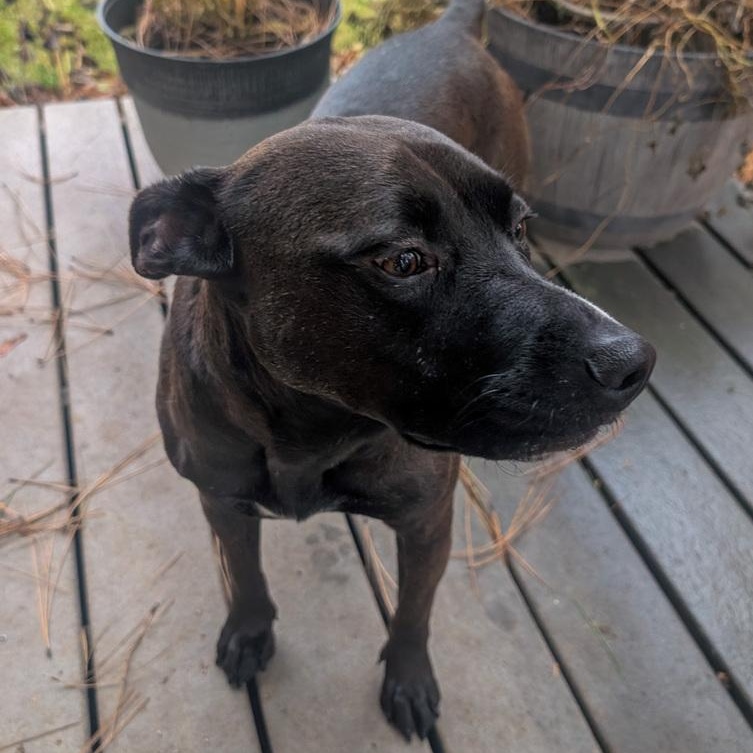 Enlarge Sarah Jessica Barker, a Adoptable mixed breed in Spokane, WA image 3/4