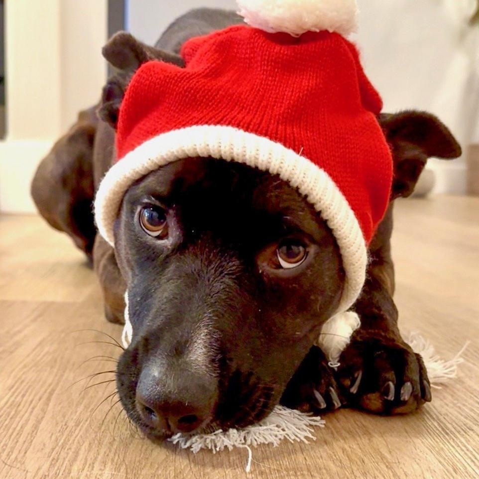 Enlarge Sarah Jessica Barker, a Adoptable mixed breed in Spokane, WA image 1/4