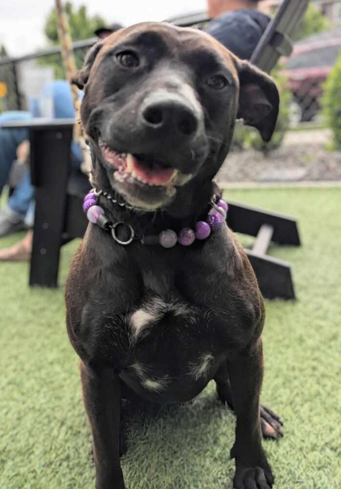 Sarah Jessica Barker, Adoptable, Adult Female German Shepherd Dog & American Staffordshire Terrier.