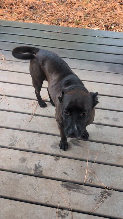 Enlarge Sarah Jessica Barker, a Adoptable mixed breed in Spokane, WA video 2/6