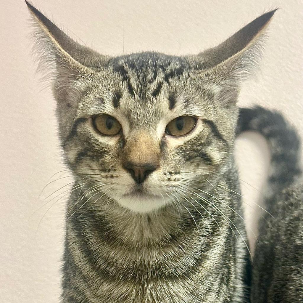 Enlarge Patu (Smokey), a Adoptable mixed breed in Eastsound, WA image 1/1