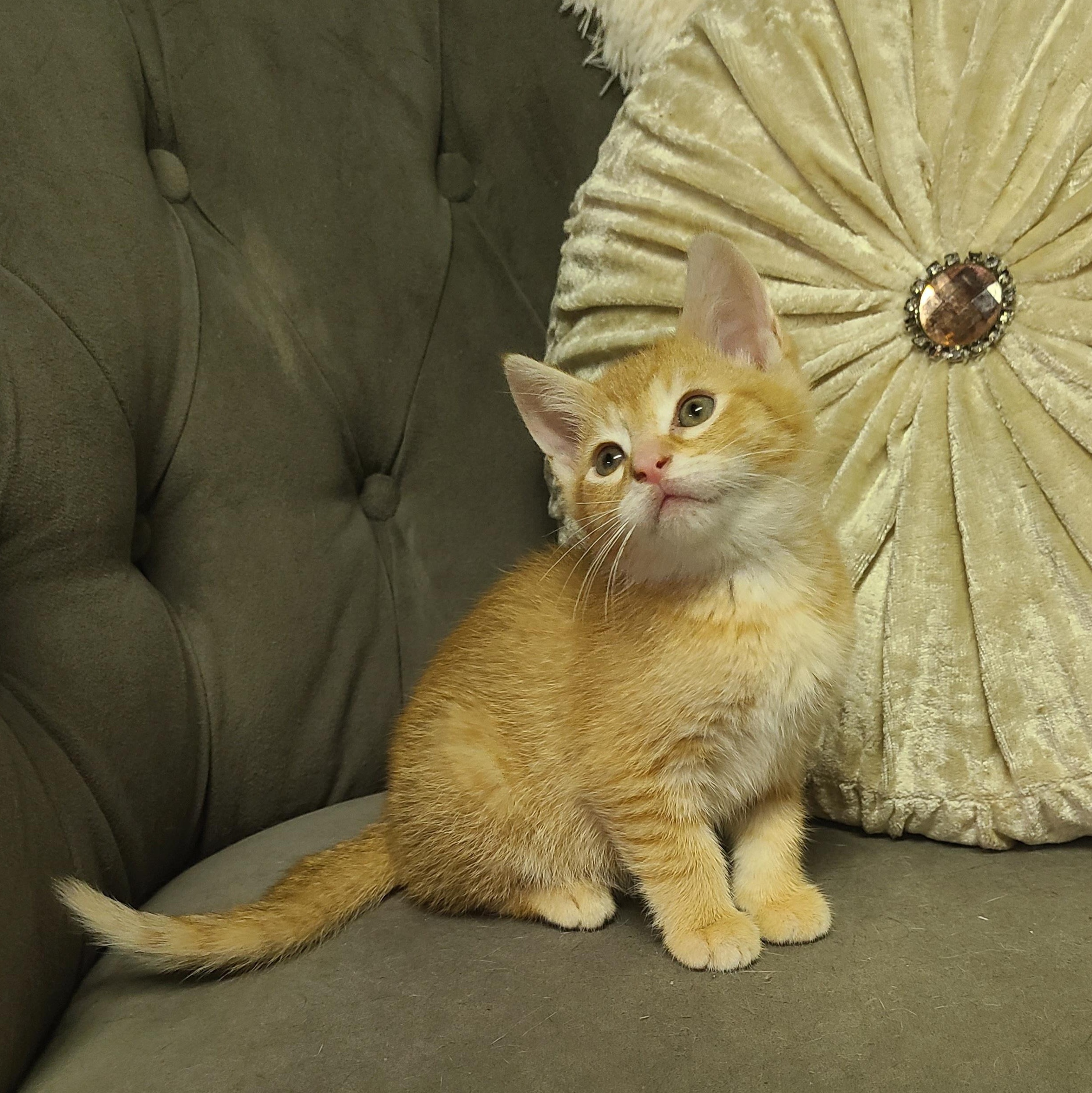 Mango, Adopted, Kitten Male American Shorthair.